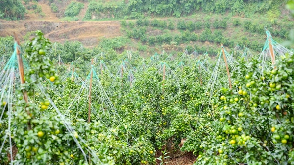 金秋沙糖桔壓彎枝條。羅秋燕攝