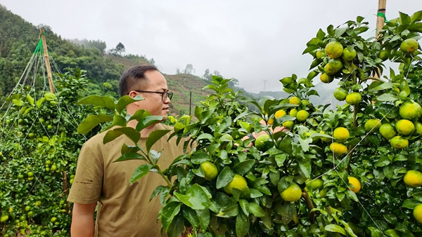圖為西林縣古障鎮(zhèn)者夯村下者屯果農(nóng)黃界華在自家金秋沙糖桔果園查看掛果情況。王盛香 攝.jpg