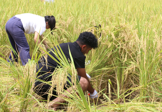 游客體驗割稻谷。