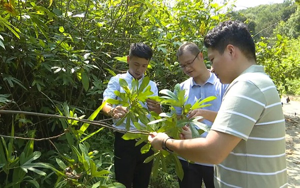 長洲區(qū)倒水鎮(zhèn)富萬村的林下中草藥種植基地