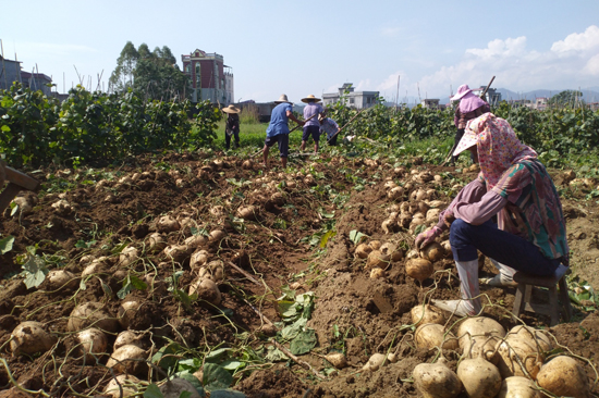 村民在采挖涼薯