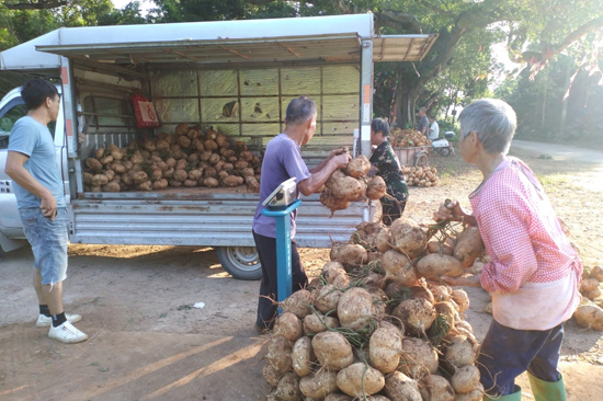 村民在搬運涼薯