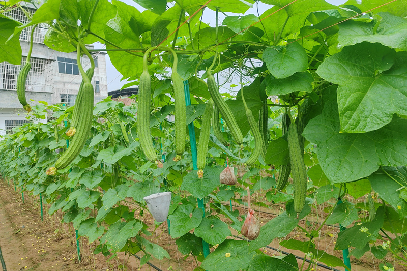 絲瓜豐收。