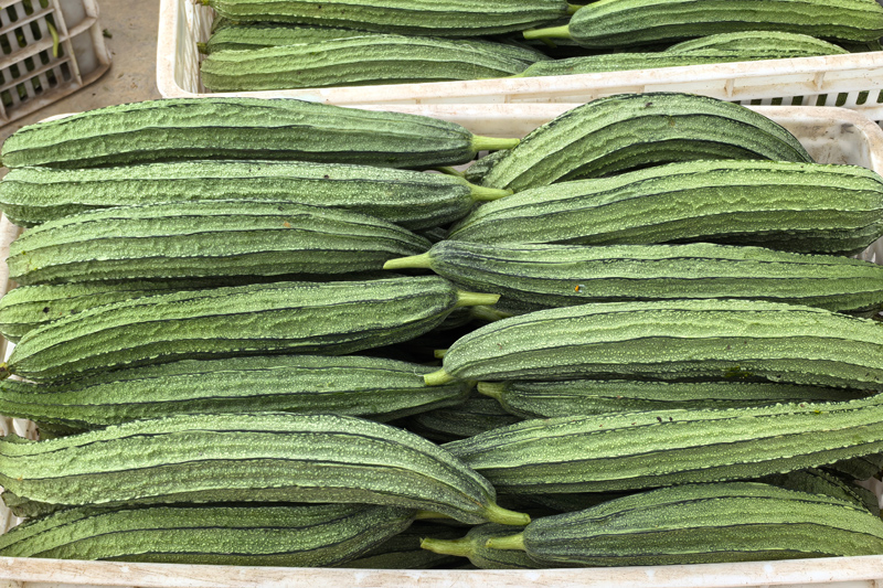 絲瓜喜豐收。