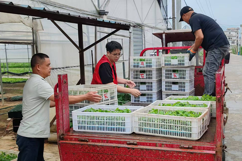 采購(gòu)回來(lái)的優(yōu)質(zhì)絲瓜苗。