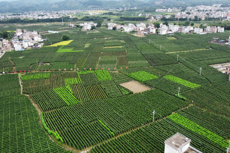 絲瓜種植基地。