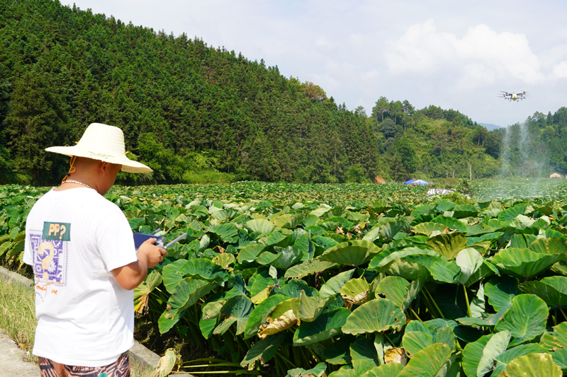 賀州市新大農(nóng)種植專業(yè)合作社的技術(shù)人員正在香芋地噴灑農(nóng)藥。