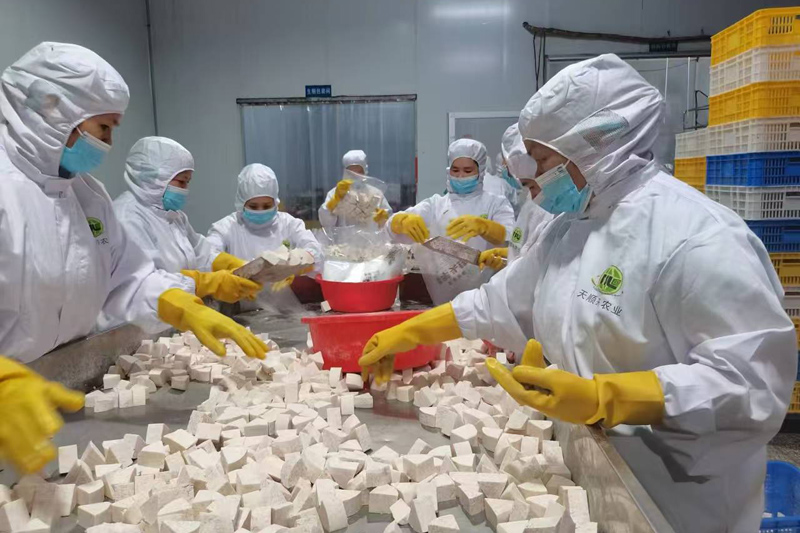 工人在對香芋進(jìn)行加工。