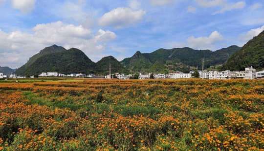 甘田鎮(zhèn)：黨建引領(lǐng)產(chǎn)業(yè)興，“金花”鋪就致富路