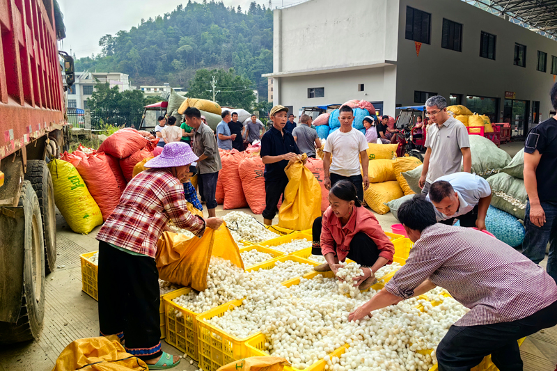 朝里瑤族鄉(xiāng)桑蠶豐收