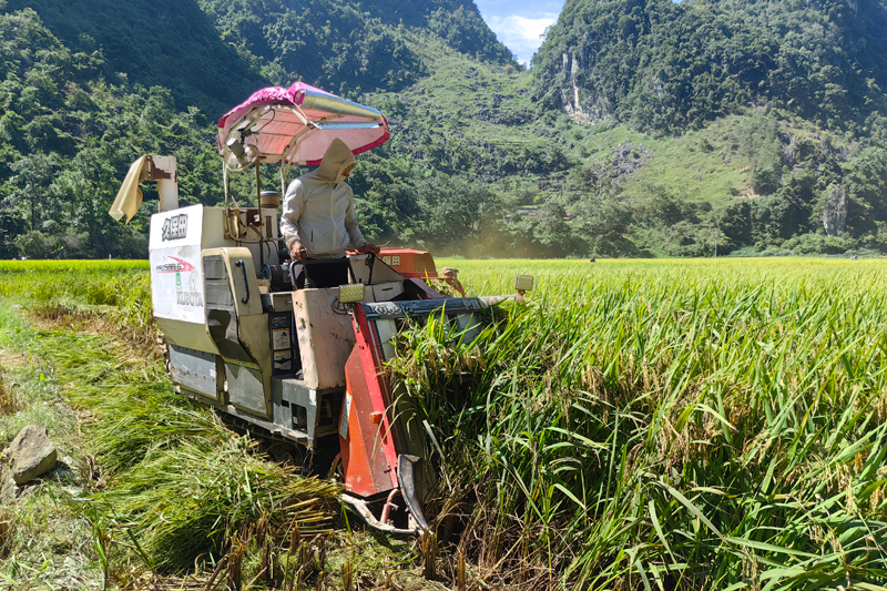 泗城鎮(zhèn)官倉(cāng)村稻谷豐收季