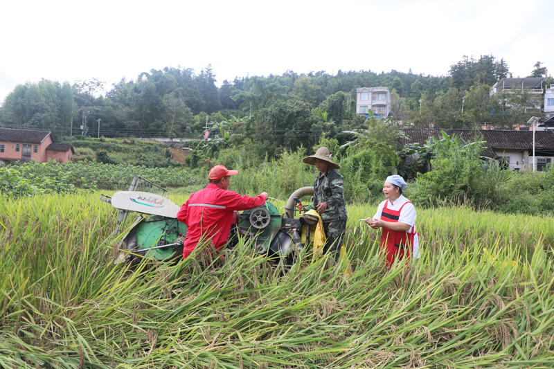 玉洪瑤族鄉(xiāng)玉保村那保屯黑糯米谷粒飽滿