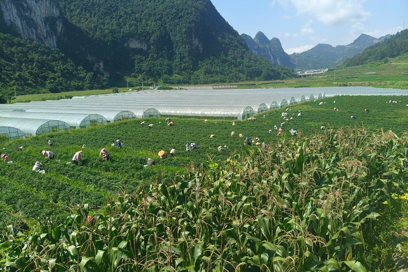 加尤鎮(zhèn)央里村粵桂協(xié)作蔬菜種植基地豐收季
