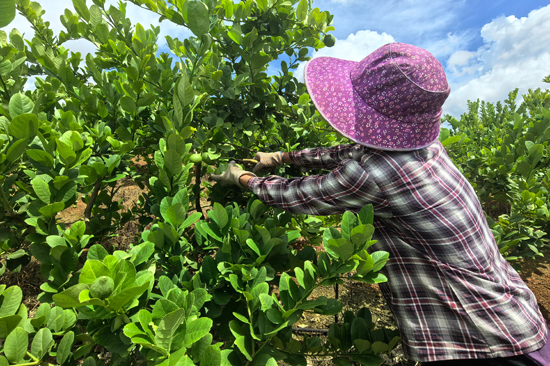 村民正在采摘檸檬