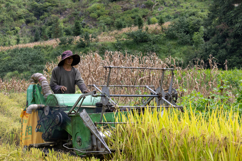 農(nóng)民操作機(jī)器收割水稻。農(nóng)靜攝