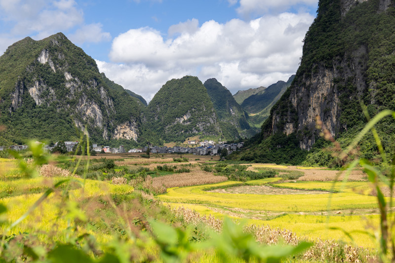 浪平鎮(zhèn)稻田美景。農靜攝