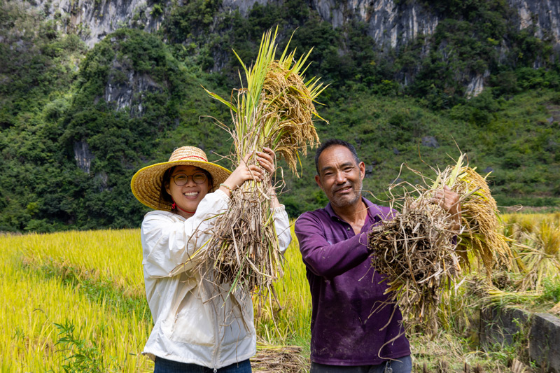 農(nóng)民展示收獲的水稻。黃少鴻攝