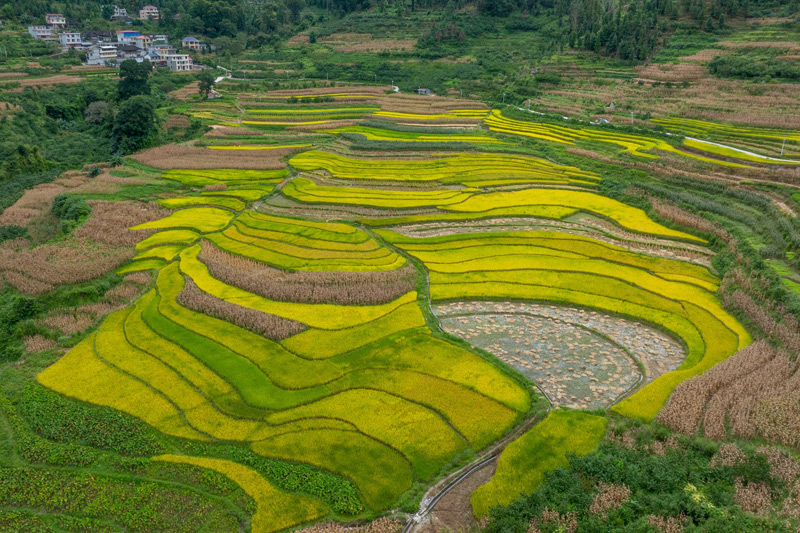 浪平鎮(zhèn)梯田稻田航拍。趙文朝攝