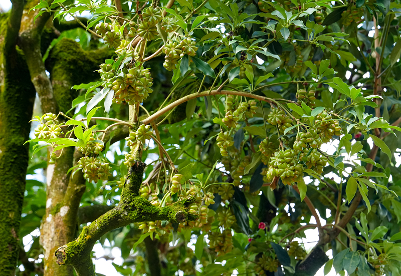 西秀村平足屯的八角嫁接苗碩果累累。羅小鳳攝