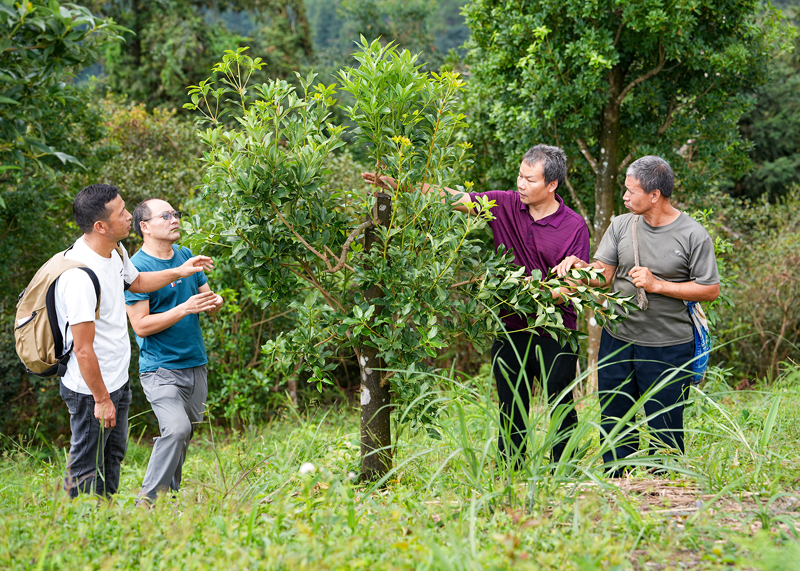 八角截干矮化，提高產(chǎn)果量和方便采摘。羅小鳳攝