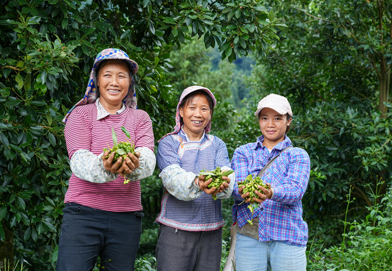 八角大豐收，村民笑開顏。羅小鳳攝