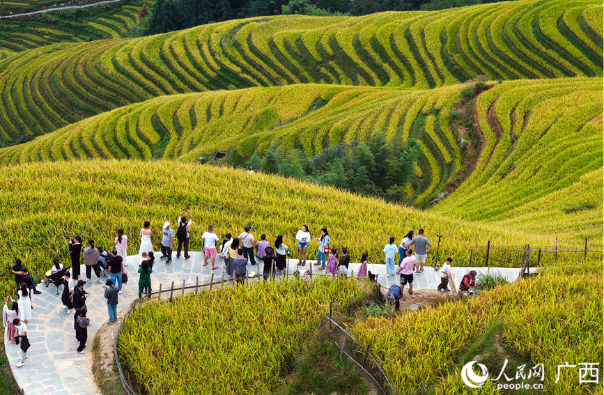 游客在龍脊梯田景區(qū)觀光游覽。