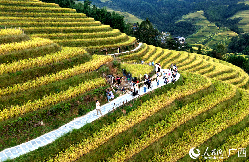 游客在龍脊梯田景區(qū)觀光游覽。