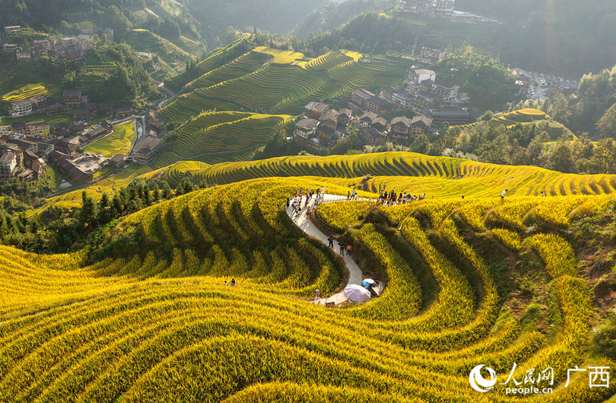 龍脊梯田景區(qū)吸引眾多中外游客前來觀光打卡。