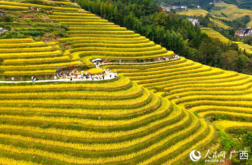 龍脊梯田景區(qū)吸引眾多中外游客前來觀光打卡。