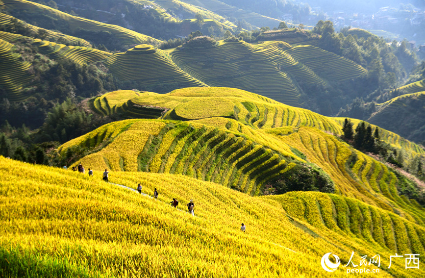 龍脊梯田景區(qū)吸引眾多中外游客前來觀光打卡。