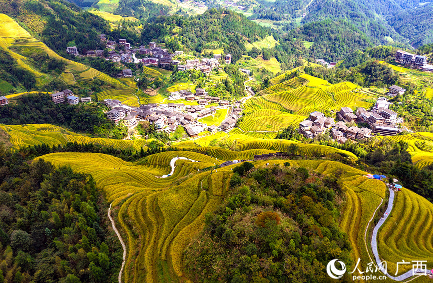 龍脊梯田秋日景觀。 