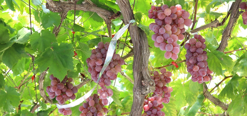 大莊田村種植的紅提