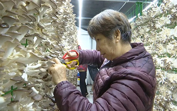 整齊菌架上潔白飽滿的秀珍菇長勢旺盛，工人們穿梭其中，手持剪刀熟練地進行采收