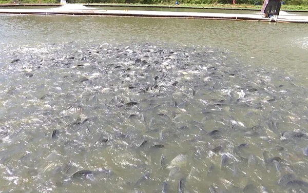 長洲鎮(zhèn)龍平村嘉禧農(nóng)場現(xiàn)代化羅非魚養(yǎng)殖基地