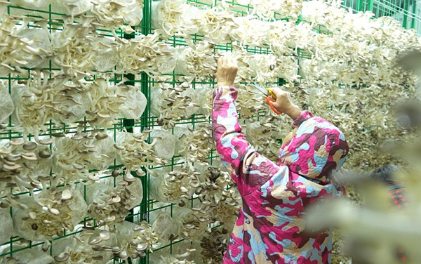 長洲區(qū)源奇智慧農(nóng)業(yè)公司的食用菌種植基地