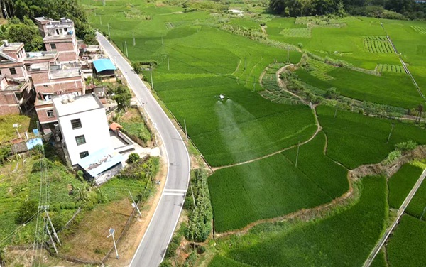 在倒水鎮(zhèn)路垌村應用植保無人機開展水稻“一噴多促”工作