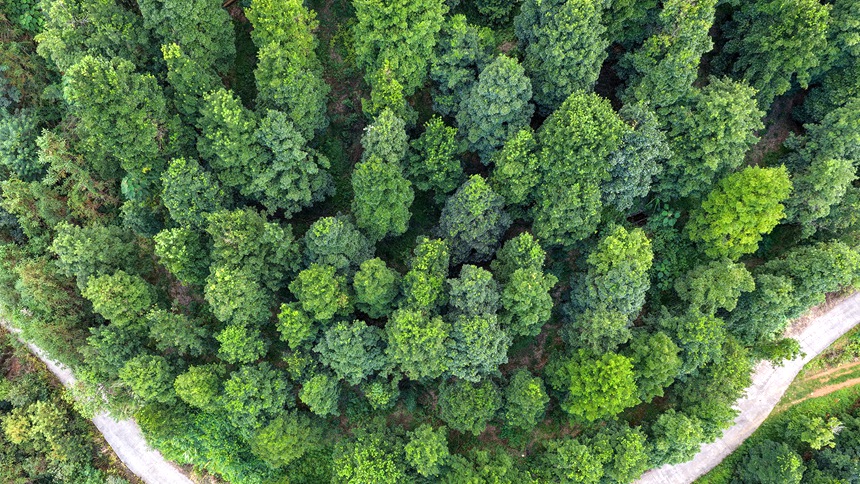 凌云豐富的林木資源。羅小鳳攝