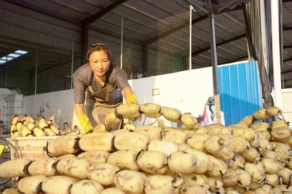 商販正在整理蓮藕