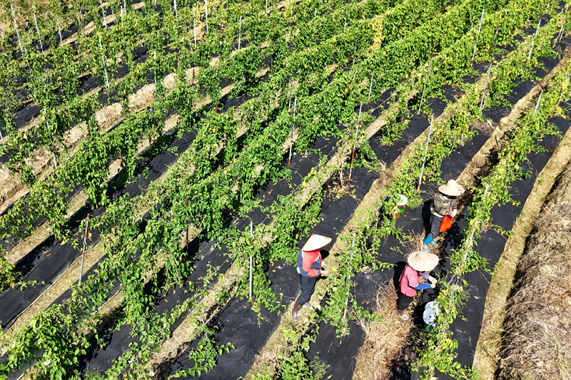 工人們在采摘夜香花。