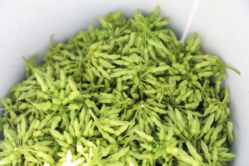 夜香花大豐收。