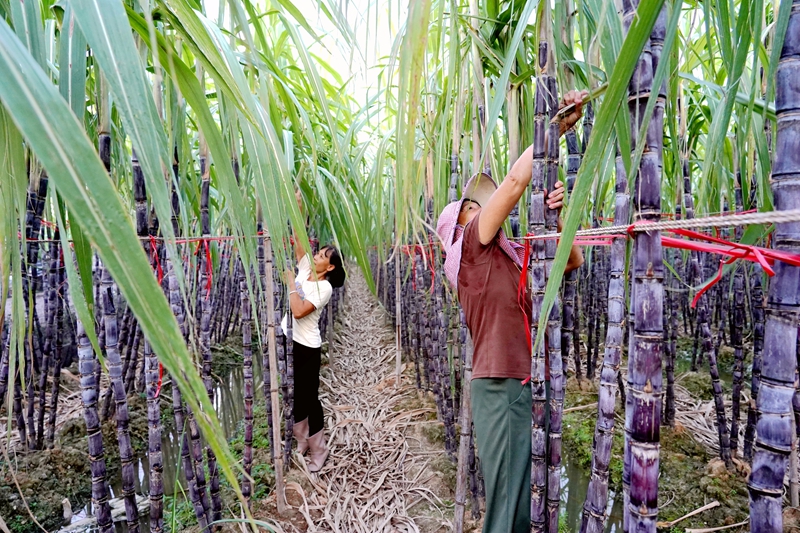 工人正在對果蔗進行捆扎。謝海兵攝