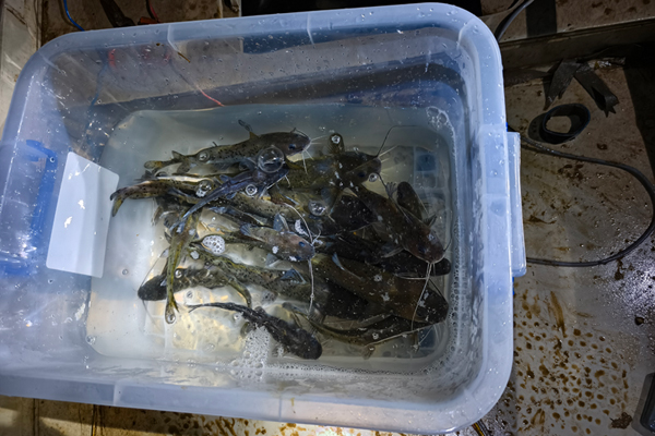 獲救放生的21尾珍稀斑鳠。