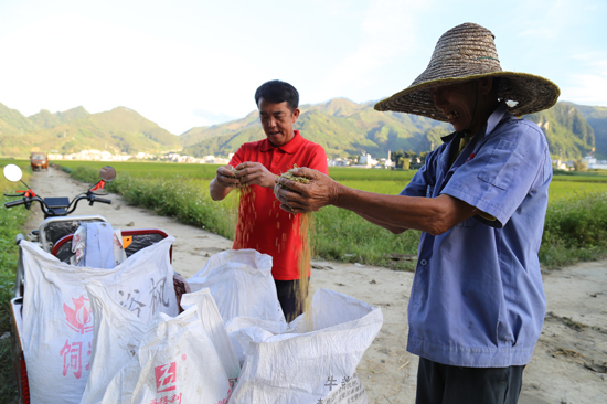 群眾在田間檢驗(yàn)收獲的谷物