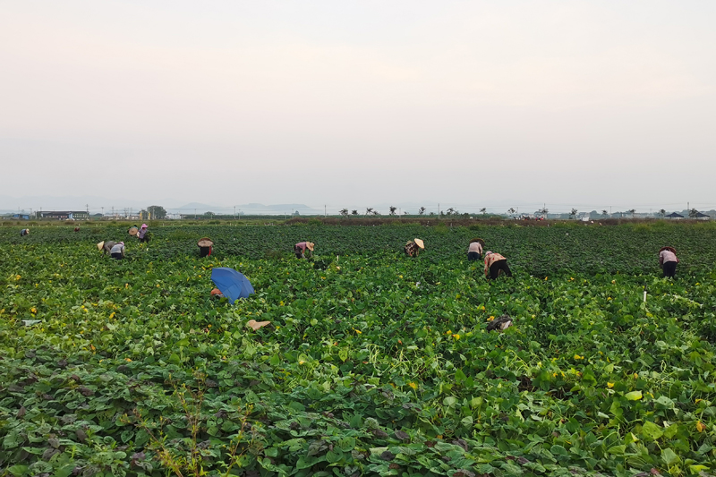 工人在收割薯苗。