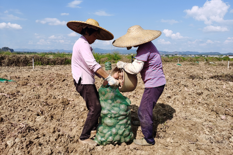 工人在采收紅薯。