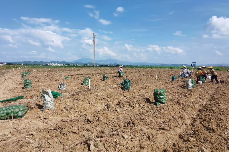 工人在采收紅薯。