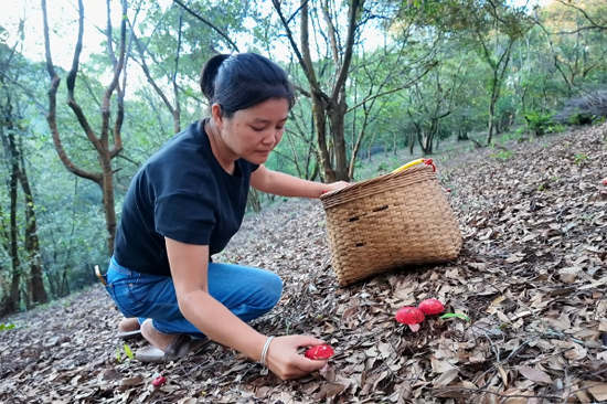合和村村民王靜天剛蒙蒙亮就到山上采摘紅菇。