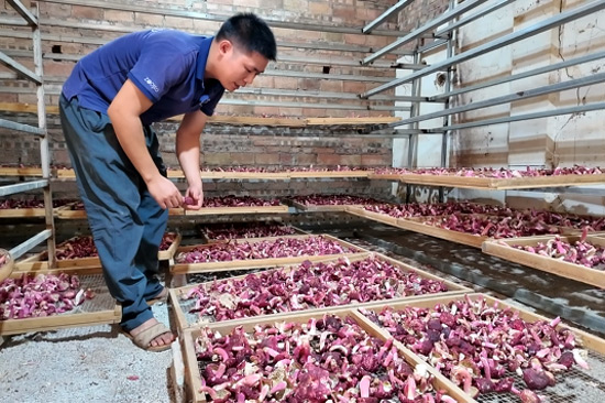 菇農(nóng)正在查看紅菇烘干情況。