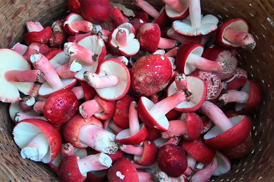 村民采摘的紅菇。