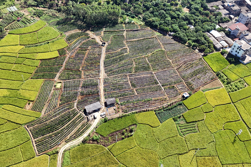 “香”伴致富路！容縣的夜香花成了“金疙瘩”